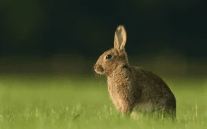 bunnies6